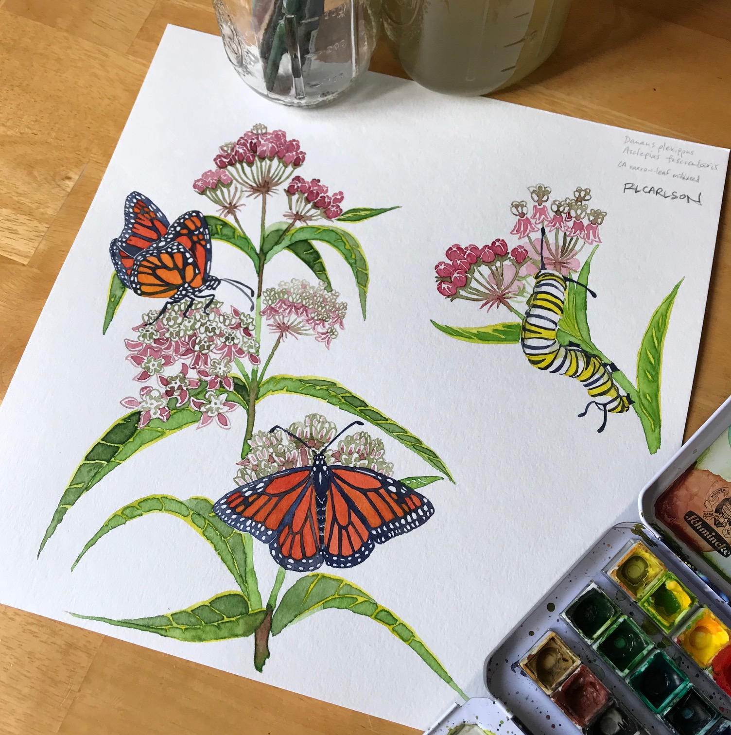 MonarchAndMilkweed_2018Mar15