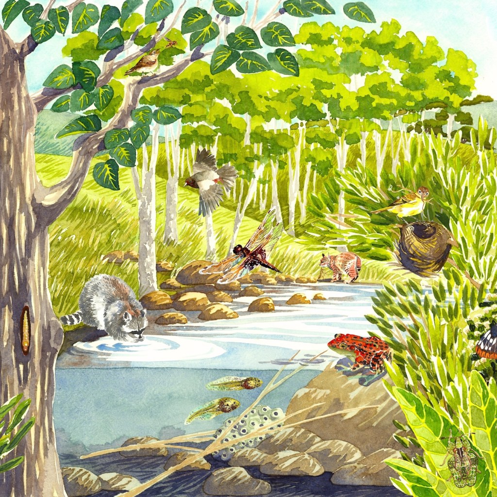 Black Lake Canyon Preserve: Interpretive&nbsp;Panels