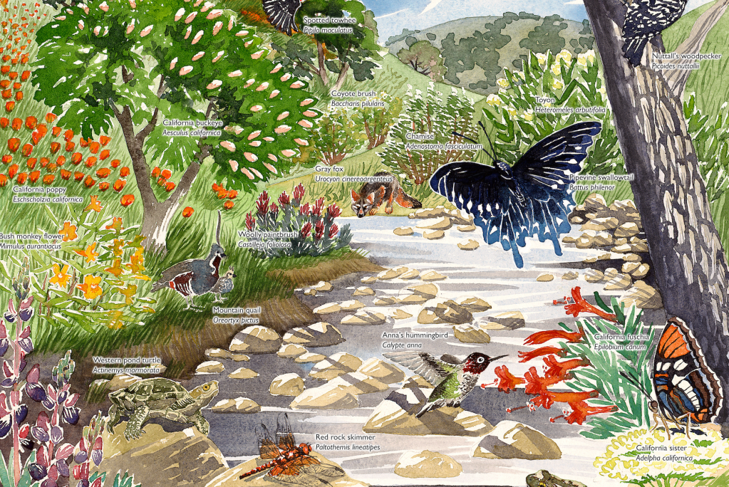 Stebbins Cold Canyon Ecosystem&nbsp;Poster