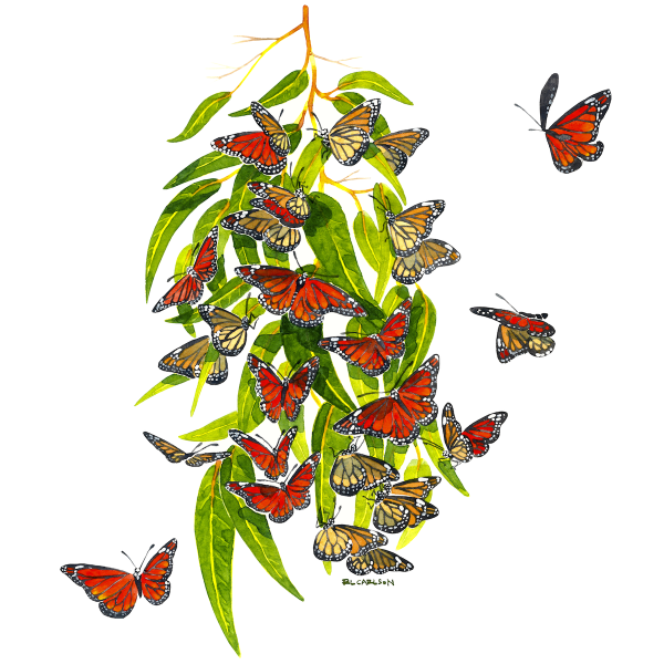 MonarchEucalyptusFinal_sq