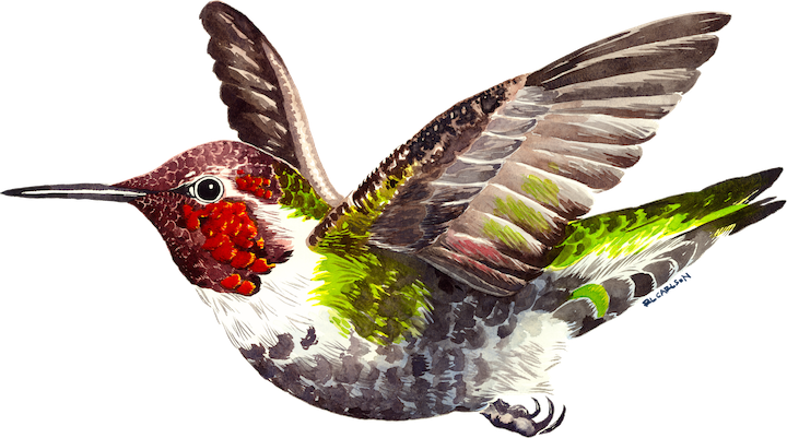 SpringToy_AnnasHummingbird_opaque_sm