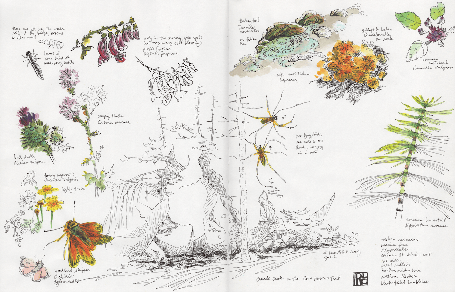 CascadeCrSketchbook Spread 1 sm