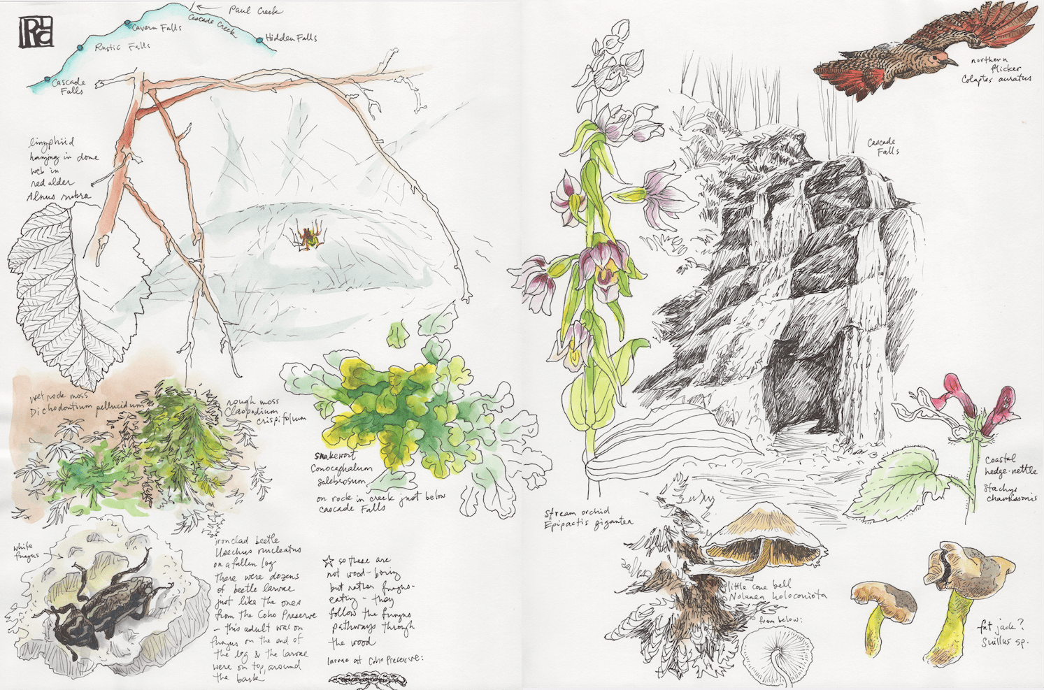 CascadeCrSketchbook Spread 3 sm