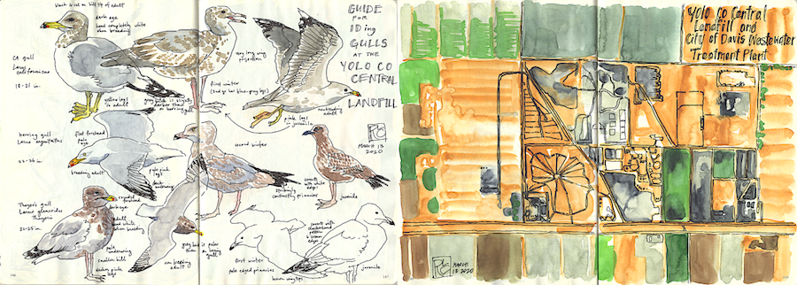 rlc gulls and landfill