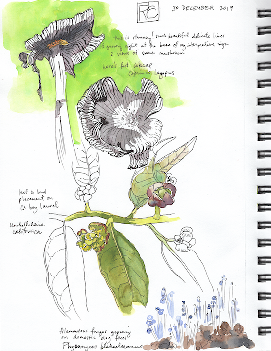 rlc hare's foot inkcap