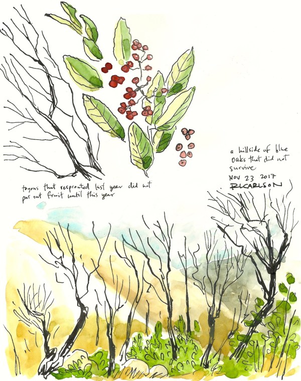 ToyonAndOaks_2017Nov23_sm