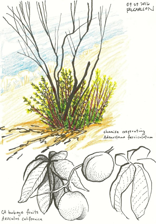 chamiseandbuckeye_2016sep29_sm