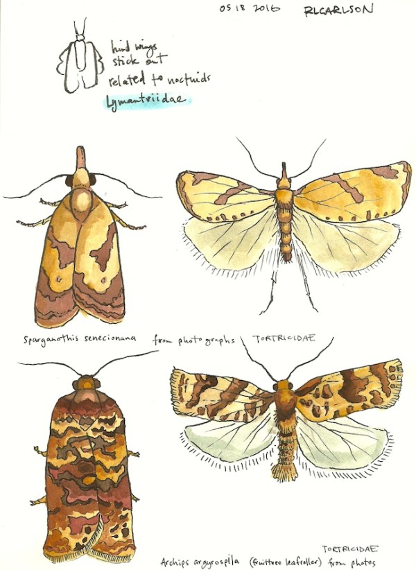 mothcollecting4_2016may18_sm