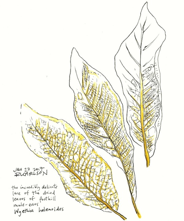 DryMulesEars_2017Jan27_sm