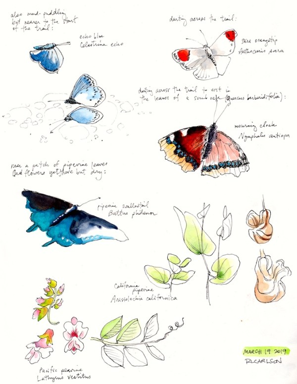StebbinsSketchbook3_2019Mar19_sm