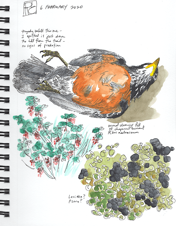 StebbinsSketchbook6_2020Feb06