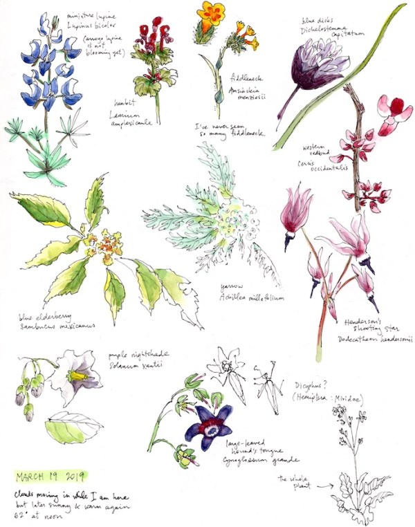 StebbinsSketchbook_2019Mar19_sm