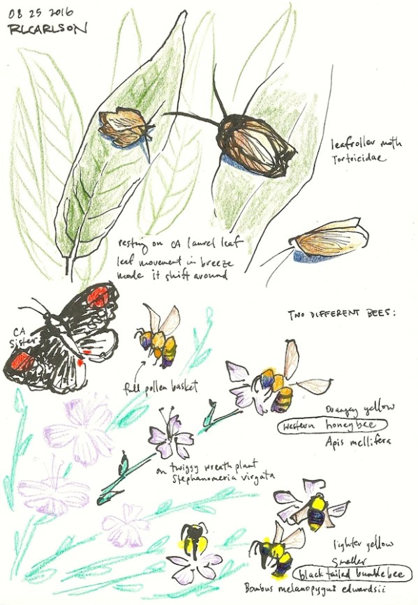 insects_2016aug25_sm