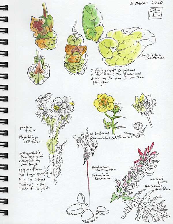 StebbinsSketchbook2_2020Mar5