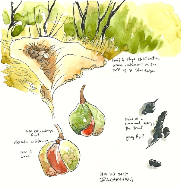 BuckeyeAndScat_2017Nov23_sm