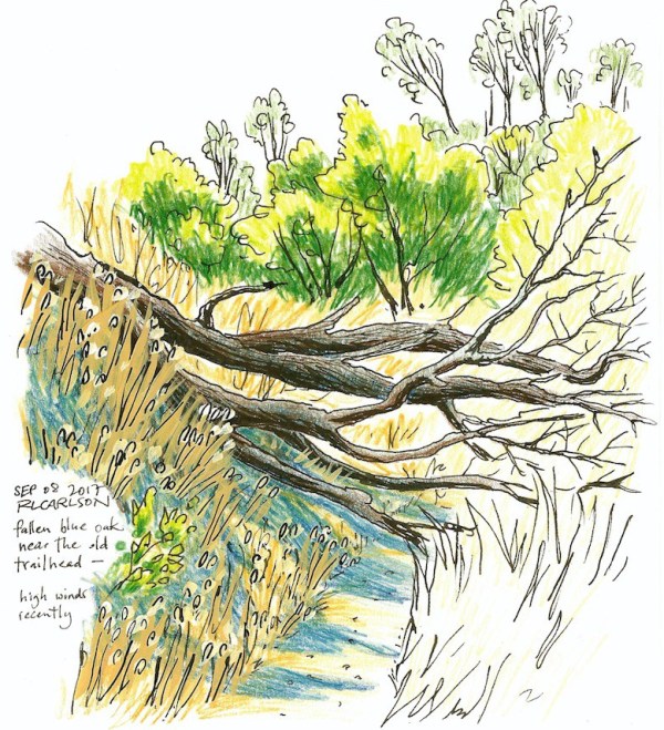 FallenOak_2017Sep08_sm