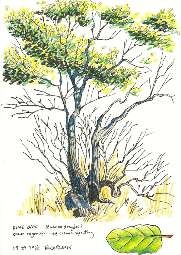 blueoakgrowth_2016sep29_sm