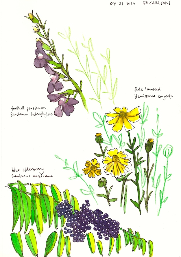 July Visit (7/21/2016)