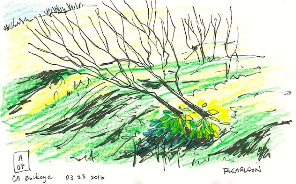 cabuckeyea07_2016mar23_sm