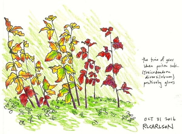 poisonoak_2016oct31_sm