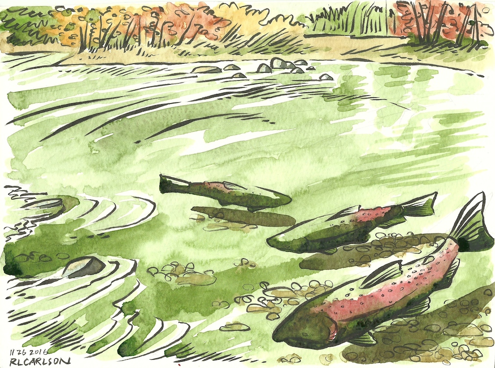 Spawning Chinook in Putah Creek