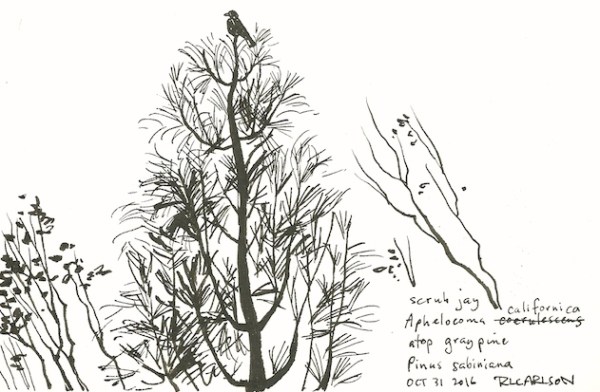 graypine_2016oct31_sm