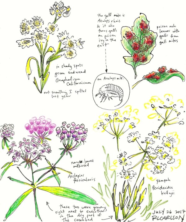 Wildflowers1_2017Jul26_sm