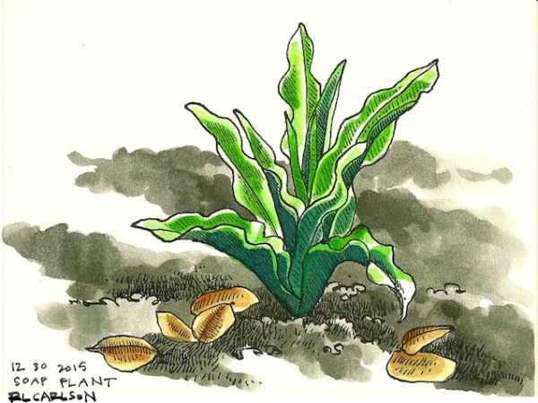 soapplant2_2015dec30_sm