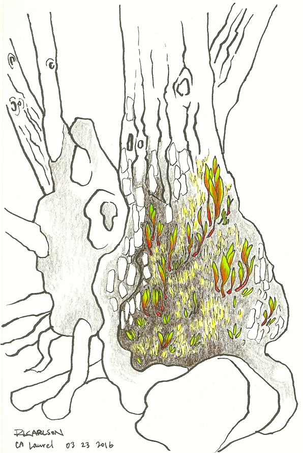 calaurel_2016mar23_sm