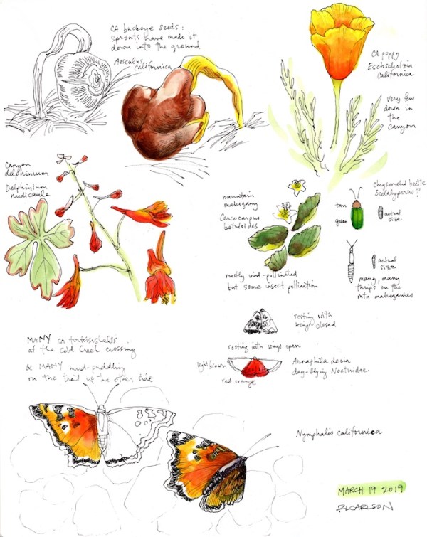 StebbinsSketchbook2_2019Mar19_sm