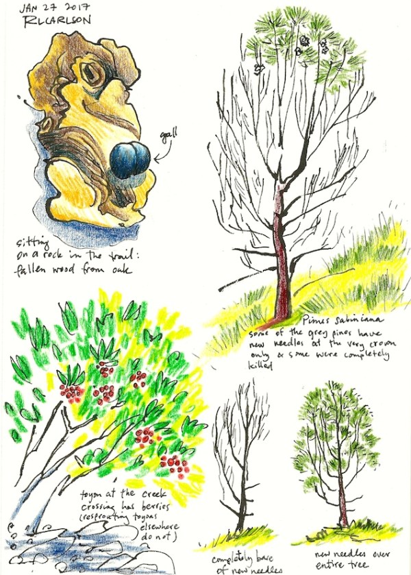 PineRegrowthEtc_2017Jan27_sm