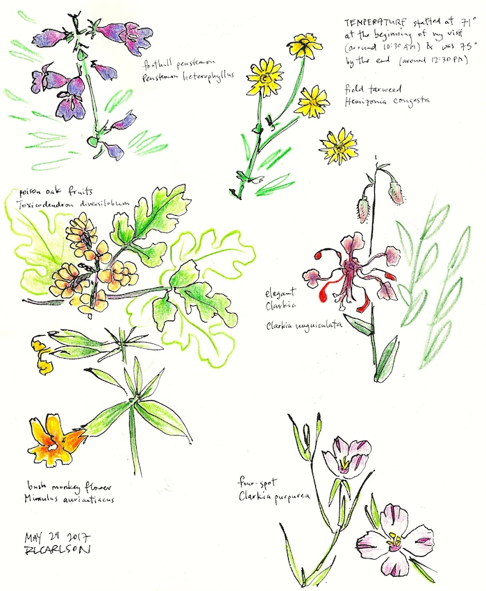 Wildflowers1_2017May29_sm