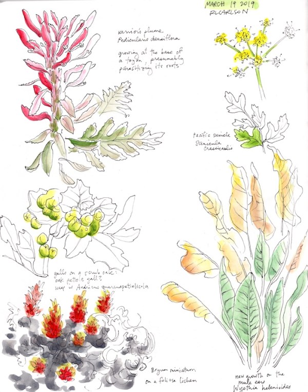 StebbinsSketchbook4_2019Mar19_sm