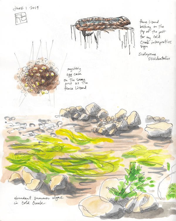 StebbinsSketchbook7_2019Jun01