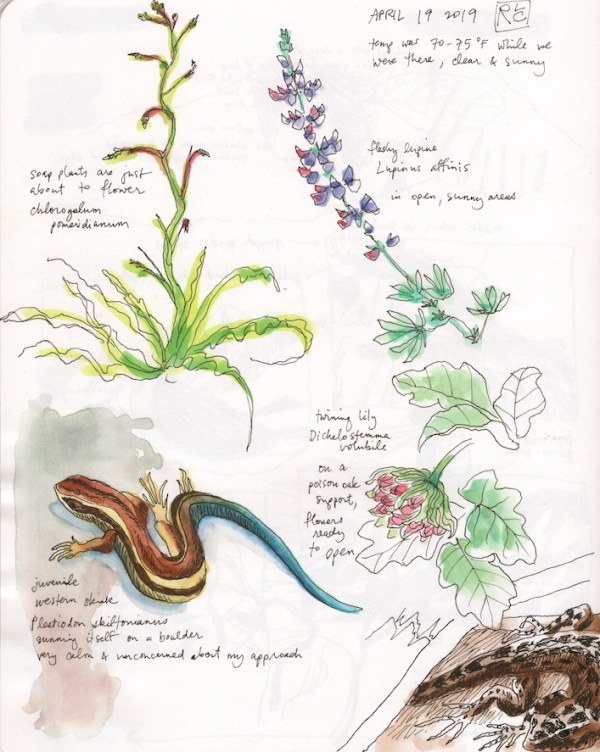 StebbinsSketchbook1_2019Apr19 sm