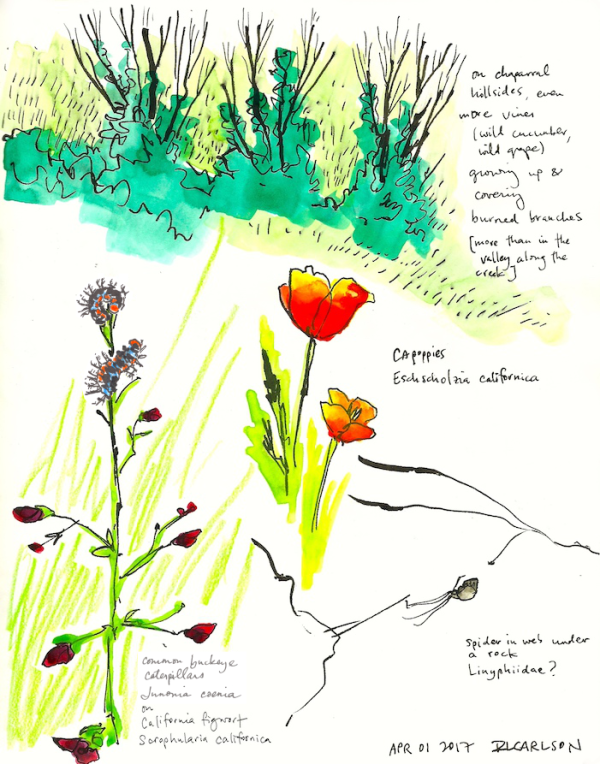 CaterpillarsEtc_2017Apr01edit_sm