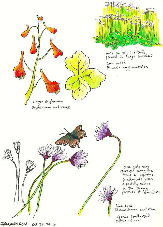 marchwildflowers3_2016mar23_sm