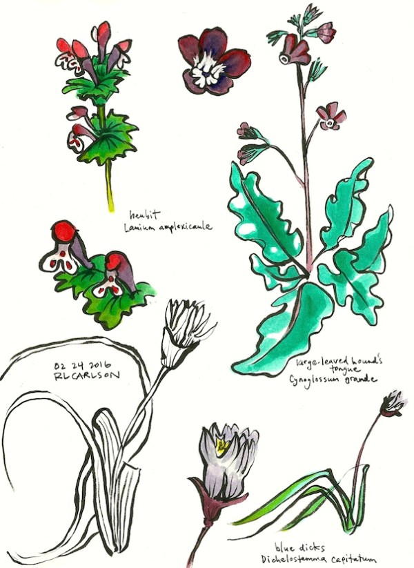 wildflowers_2016feb24_sm