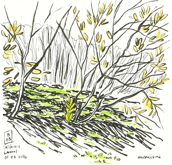 calaurelb03_2016jan8_sm