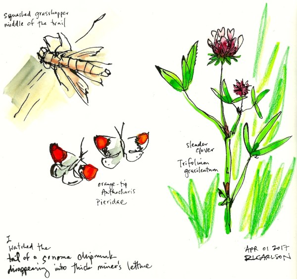 Wildflowers2_2017Apr01_sm