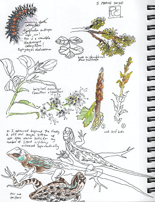StebbinsSketchbook3_2020Mar5