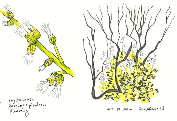 coyotebrush_2016oct31_sm