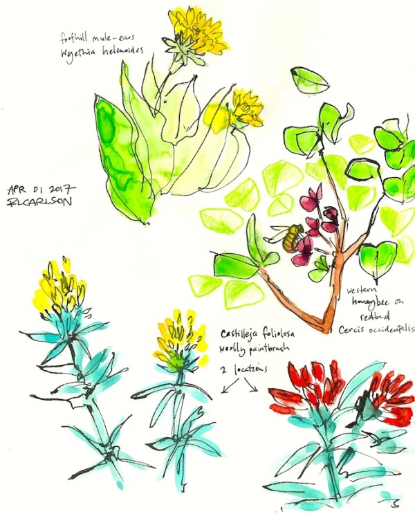 Wildflowers3_2017Apr01_sm