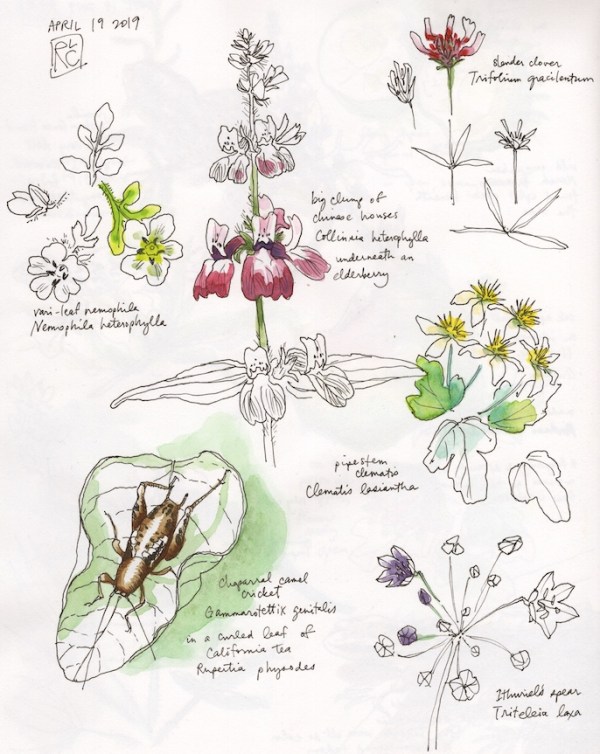 StebbinsSketchbook3_2019Apr19 sm