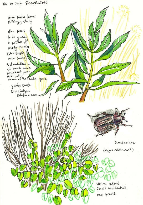 newgrowth2_2016jun29_sm