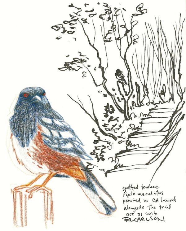 spottedtowhee_2016oct31_sm