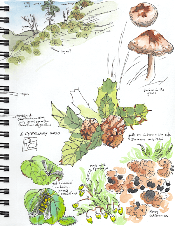 StebbinsSketchbook4_2020Feb06