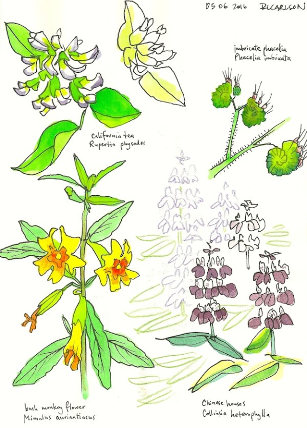 maywildflowers3_2015may6_sm