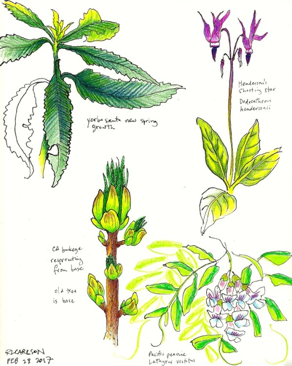 WildflowersEtc1_2017Feb28_sm