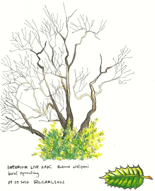 liveoakgrowth_2016sep29_sm